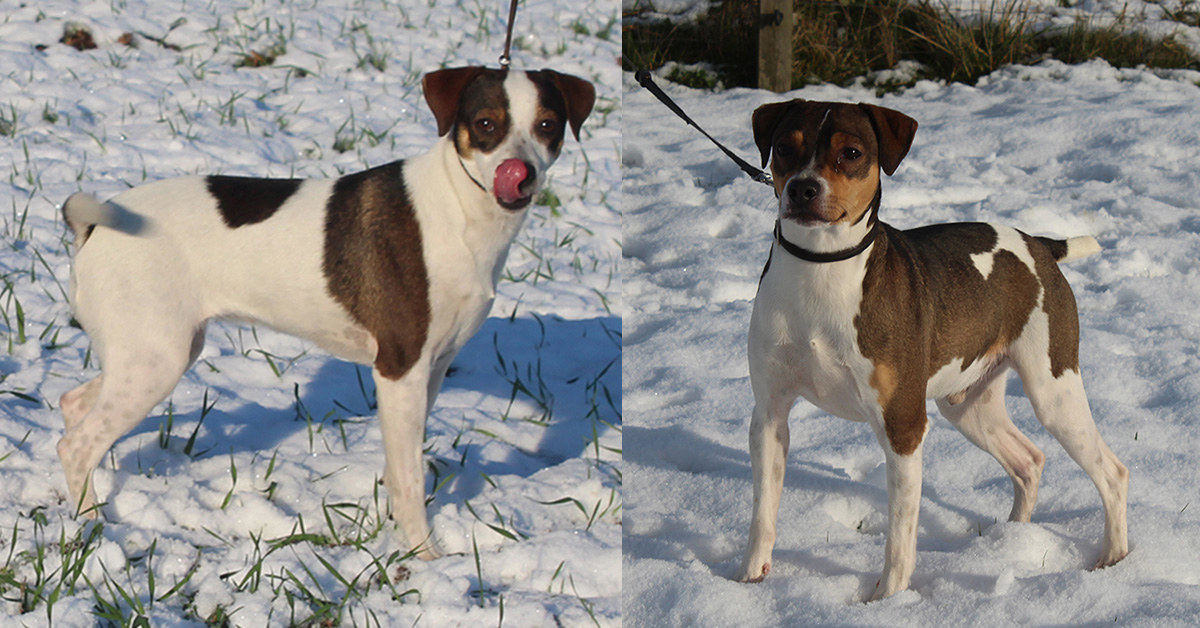 Zkrubbe’s Chili og Candelinz Överlevaren Örjan - to dansk/svenske gårdhunde stående i sneklædt landskab