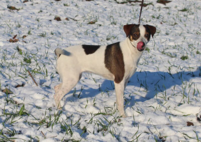 Zkrubbe’s Chili – dansk/svensk gårdhund, stående i sne og slikker sig om munden, med livligt udtryk.