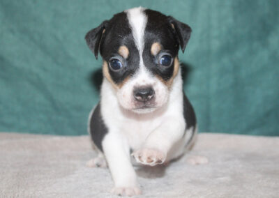 Han hvalp af dansk/svensk gårdhund fra Kennel Zkrubbe