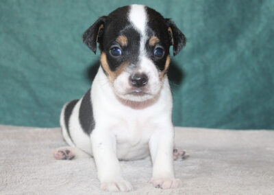 Ung hanhvalp af dansk/svensk gårdhund fra Kennel Zkrubbe
