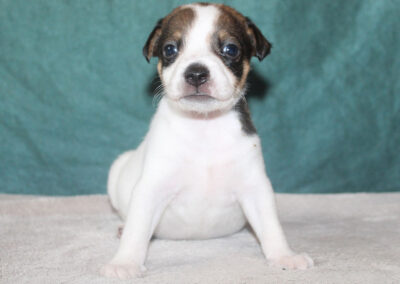 Dansk/svensk gårdhund hanhvalp fra Kennel Zkrubbe