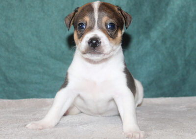 Smuk hanhvalp af dansk/svensk gårdhund fra Kennel Zkrubbe