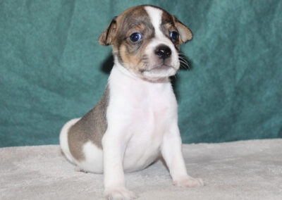 Hanhvalp fra dansk/svensk gårdhund kuld hos Kennel Zkrubbe