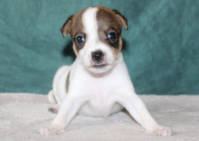 Tævehvalp af dansk/svensk gårdhund fra Kennel Zkrubbe
