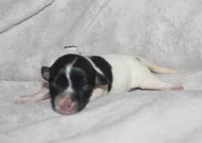 Nyfødt Dansk/Svensk Gårdhund hvalp fra Zkrubbes Aprica og Thunder hviler på tæppe