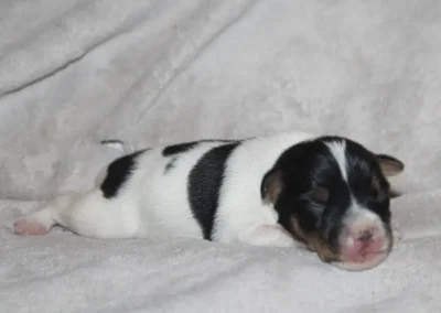 Dansk/Svensk Gårdhund hvalp fra Zkrubbes Aprica og Thunder ligger trygt på tæppe