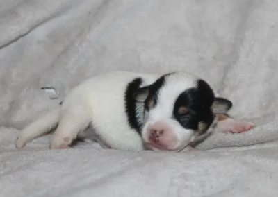 Dansk/Svensk Gårdhund hvalp fra Zkrubbes Aprica hviler fredeligt