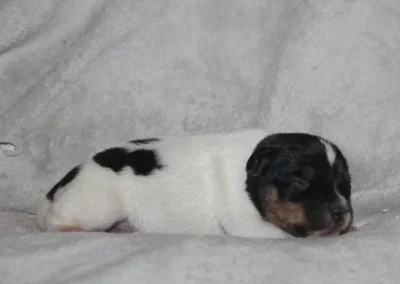 Dansk/Svensk Gårdhund hvalp fra kuldet efter Zkrubbes Aprica og Thunder