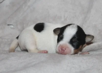 Dansk/Svensk Gårdhund tævehvalp fra Zkrubbes Aprica hviler fredeligt