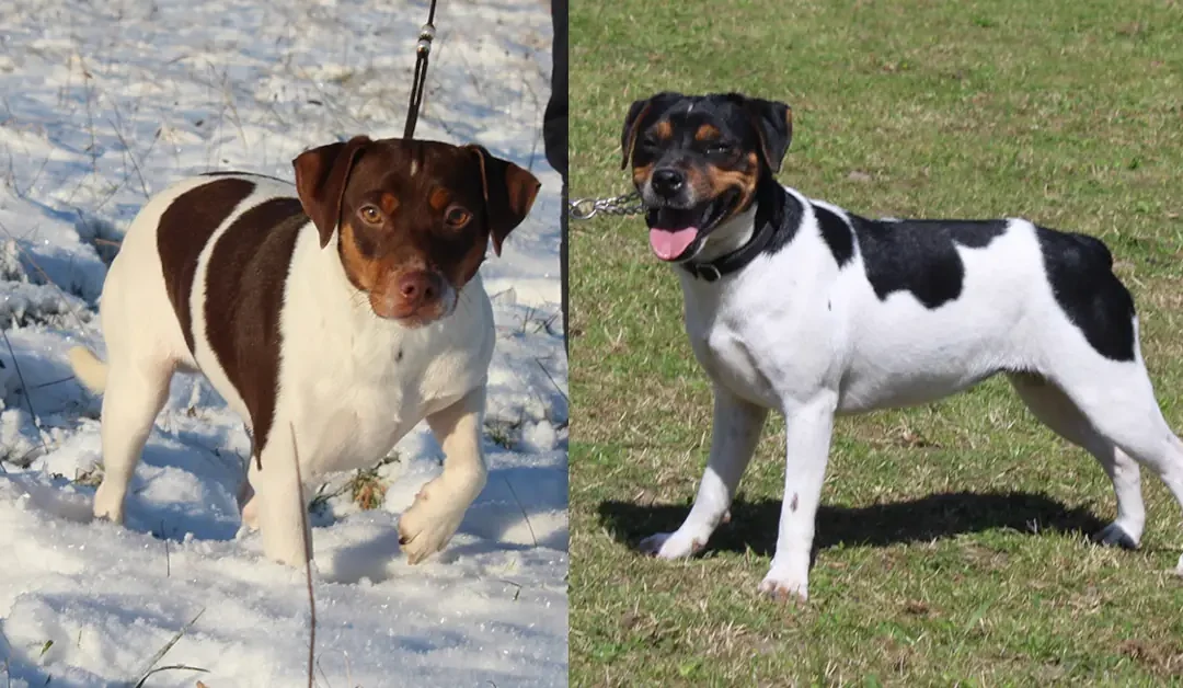 Zkrubbe’s Aprica og Thunder er blevet forældre