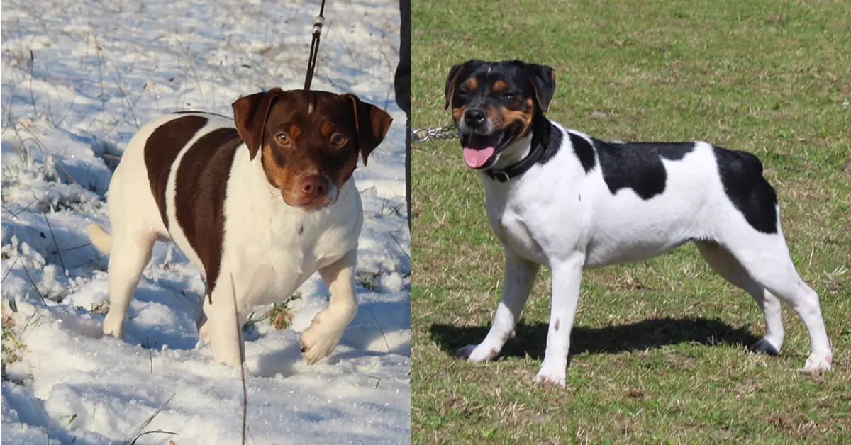 Zkrubbes Aprica og Thunder forældre til Dansk/Svensk Gårdhund hvalpe