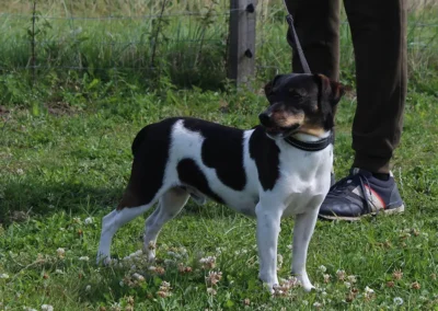 Zkrubbe’s Ferguson står opmærksomt på græs med rolig og tillidsfuld udstråling