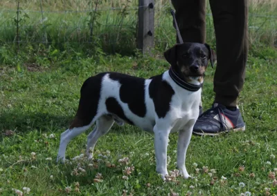 Ferguson står elegant på græsset med opmærksomt blik