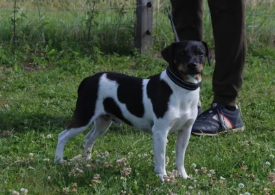 Zkrubbe’s Ferguson står roligt i græsset og ser mod kameraet