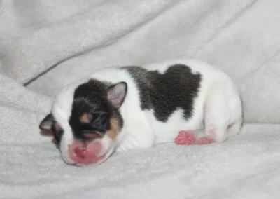 Dansk/Svensk Gårdhund hanhvalp fra Zkrubbes Lilje hviler roligt på tæppe