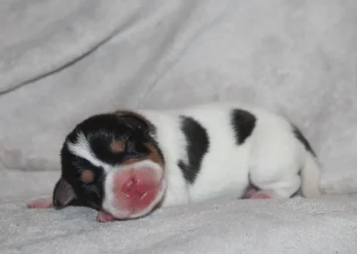 Dansk/Svensk Gårdhund hanhvalp fra Zkrubbes Lilje