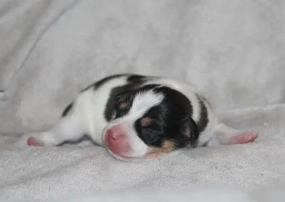 Nyfødt trefarvet Dansk/Svensk Gårdhund hvalp fra Zkrubbes Lilje og Kovu