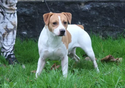 Kovu rød og hvid Dansk/Svensk Gårdhund han med stumphale står opmærksomt på græs