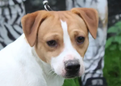 Kovu Dansk/Svensk Gårdhund han i profil på græs med løftet hoved