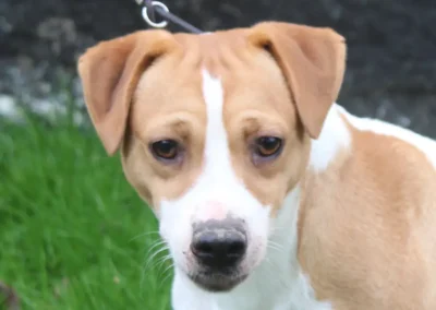 Kovu Dansk/Svensk Gårdhund han i nærbillede med blid og nysgerrig udstråling