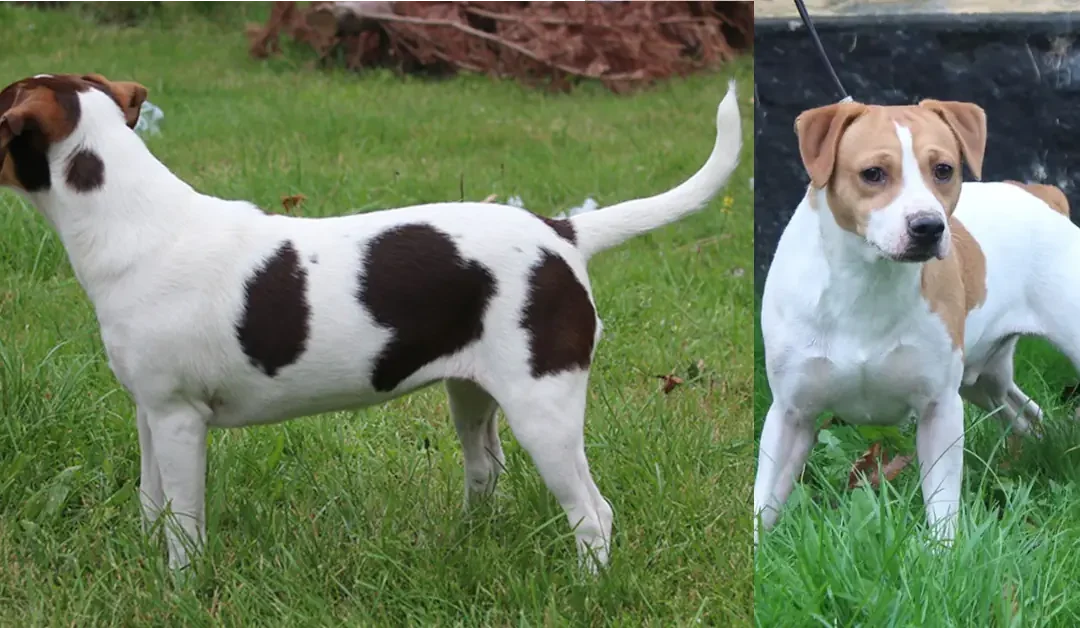 Zkrubbe’s Lilje har fået hvalpe