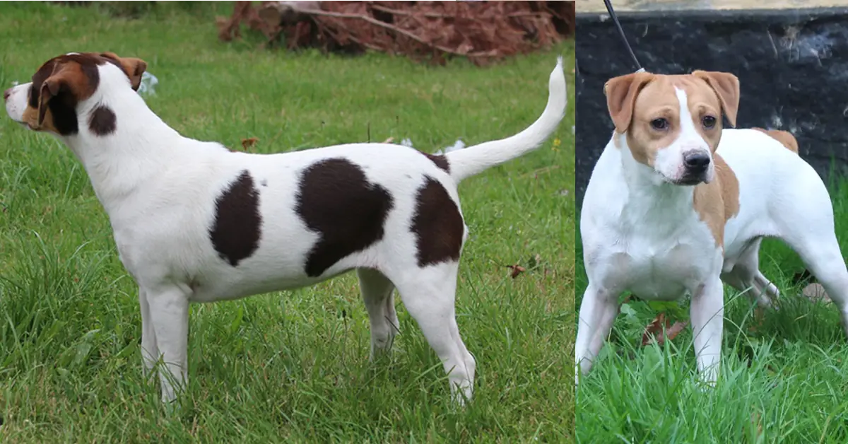 Zkrubbes Lilje og Kovu forældre til Dansk/Svensk Gårdhund hvalpe