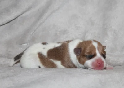 Nyfødt rød og hvid Dansk/Svensk Gårdhund hvalp fra Zkrubbes Lilje ligger fredeligt på et blødt tæppe