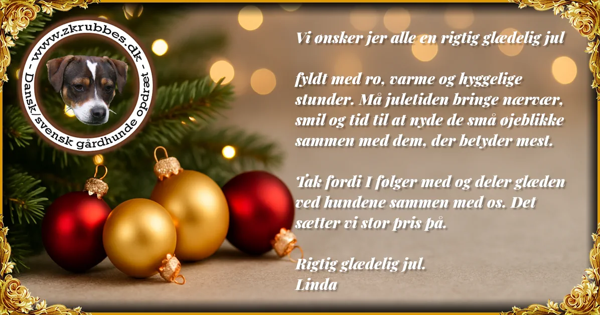 Zkrubbes julekort 2025 Julebillede med gran, røde og gyldne julekugler, varm belysning og julehilsen fra Kennel Zkrubbe