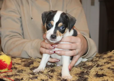Dansk/svensk Gårdhundehvalp han fra Zkrubbe’s Kennel siddende roligt med sort hvid og tan aftegninger