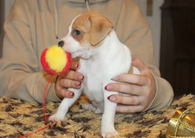 Dansk/svensk Gårdhundehvalp han fra Zkrubbe’s Kennel der undersøger legetøj i trygge omgivelser