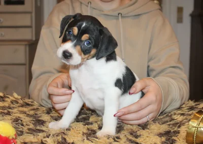 Dansk/svensk Gårdhundehvalp han fra Zkrubbe’s Kennel siddende med sort hvid og tan pels