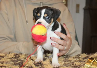 Dansk/svensk Gårdhundehvalp han fra Zkrubbe’s Kennel med legetøj i munden
