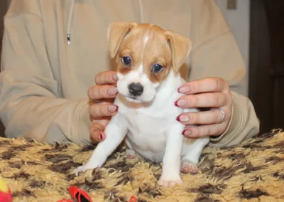 Dansk/svensk Gårdhundehvalp tæve fra Zkrubbe’s Kennel siddende roligt med lysbrun og hvid pels