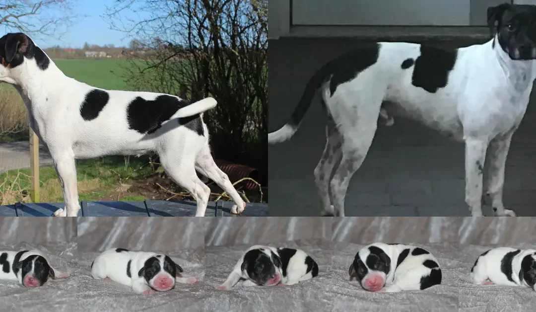 🌸 Linja har fået hvalpe 🌸