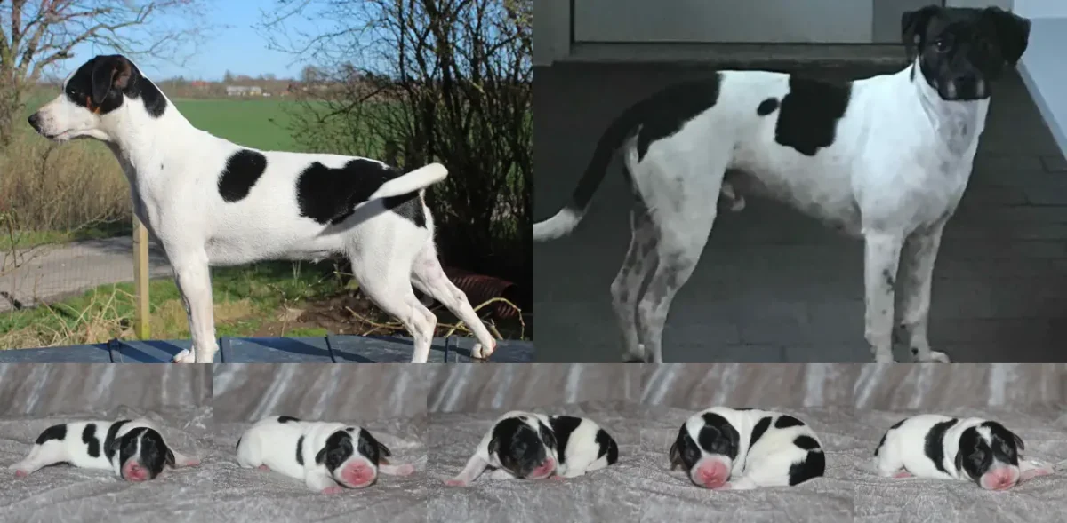 Dansk-svensk gårdhund Linje og Tim fra Zkrubbe’s opdræt – forældre til kuld af gårdhundehvalpe