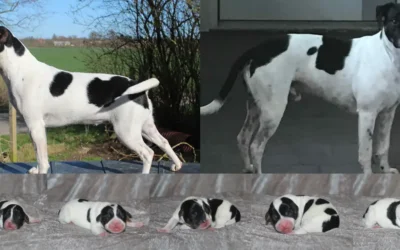 🌸 Linja har fået hvalpe 🌸