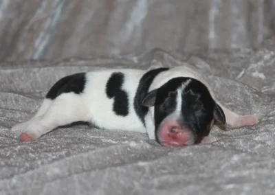 Dansk-svensk gårdhund hanhvalp fra Zkrubbe’s opdræt – sort og hvid, nyfødt
