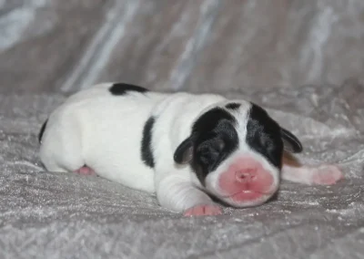 Sort-hvid dansk-svensk gårdhund hanhvalp fra Zkrubbe’s opdræt.