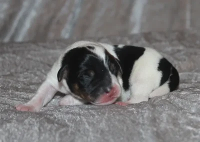 Dansk-svensk gårdhund hanhvalp fra Zkrubbe’s opdræt