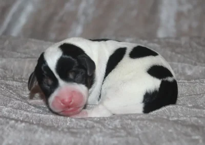 Dansk-svensk gårdhund hanhvalp fra Zkrubbe’s opdræt