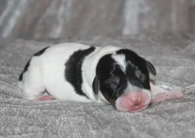 Dansk-svensk gårdhund tævehvalp fra Zkrubbe’s opdræt