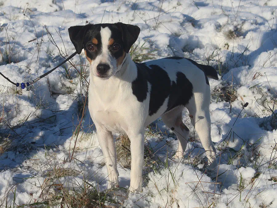 Santolina, mor til kuldet Santolina dansk svensk gårdhund mor til hvalpe i sne