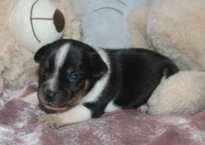 Dansk svensk gårdhund hvalp han sort hvid