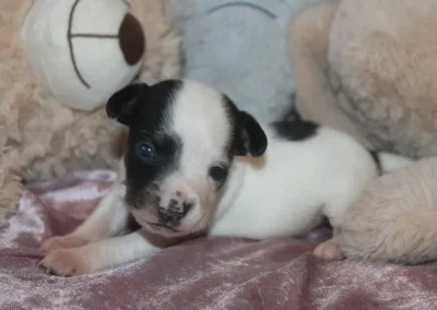 Dansk svensk gårdhund han hvalp tæt på