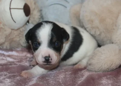 Lille gårdhund hvalp sort hvid