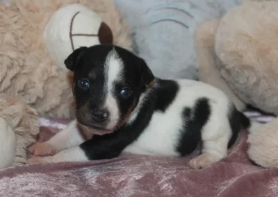 Dansk svensk gårdhund hvalp ligger i tæppe