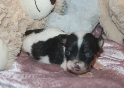 Sort hvid gårdhund hvalp tæt på