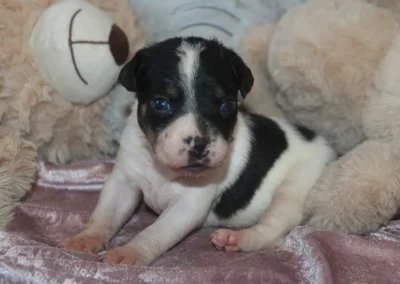 Dansk svensk gårdhund hvalp stumphale