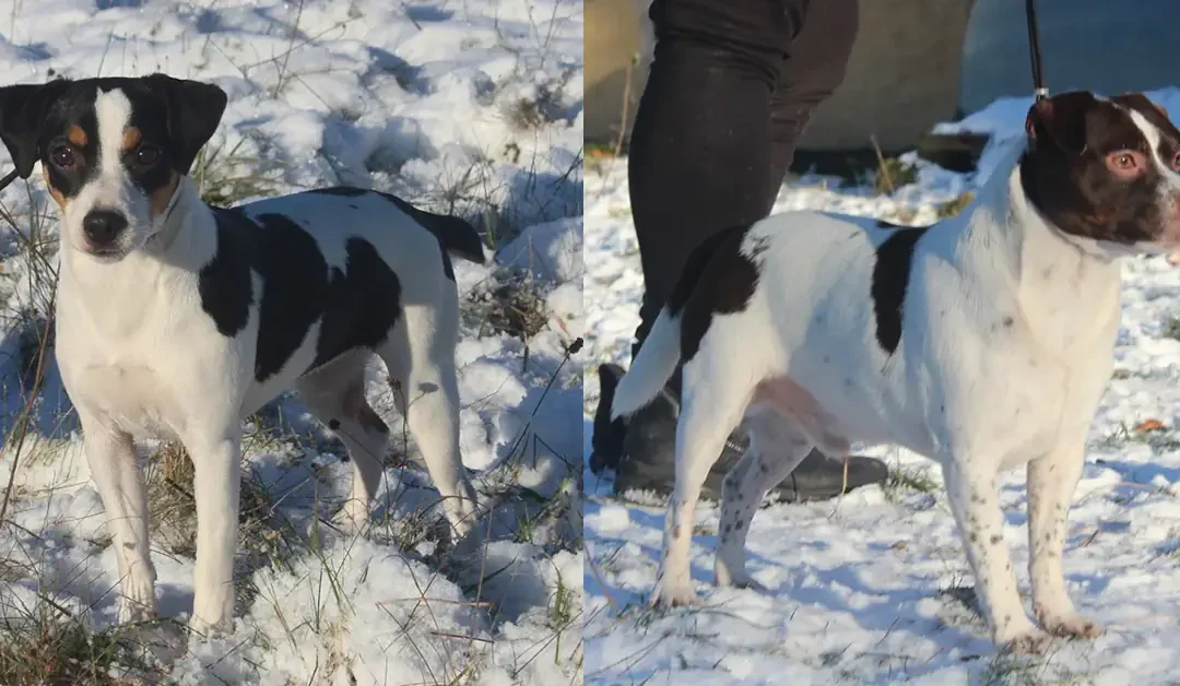 Santolina har fået 9 skønne hvalpe