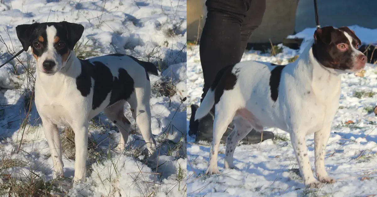 Santolina og Dante - dansk svensk gårdhund forældre
